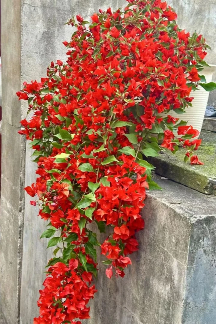 红桑巴三角梅当年开花