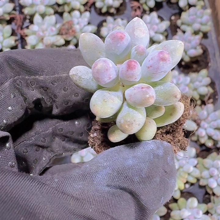 婴儿手指两颗一组