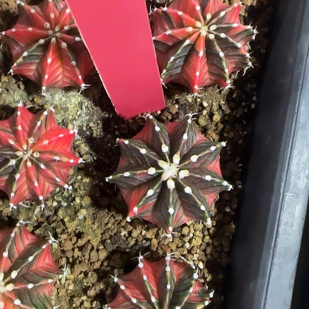 L771-0104泰国发货 黑暗之眼