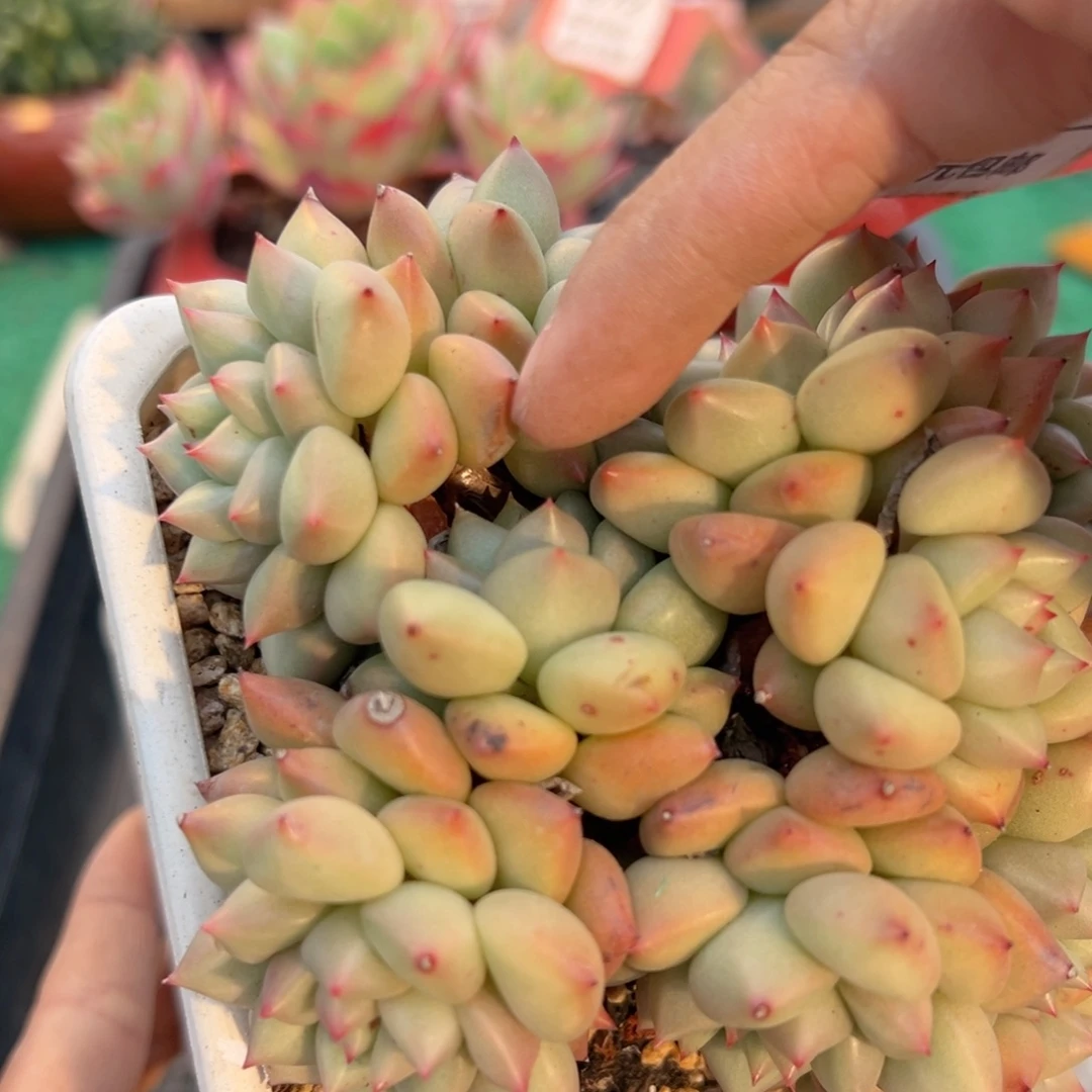 表妹精品多肉植物1096.