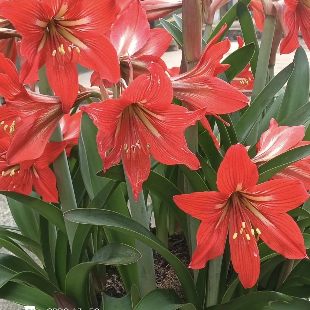 朱顶红米克斯种球球根植物室内外盆栽懒人花卉好养观赏四季