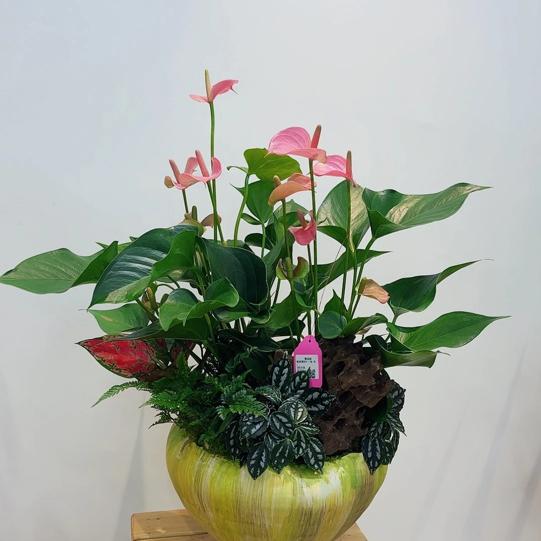 无花朵高端盆景一物一拍