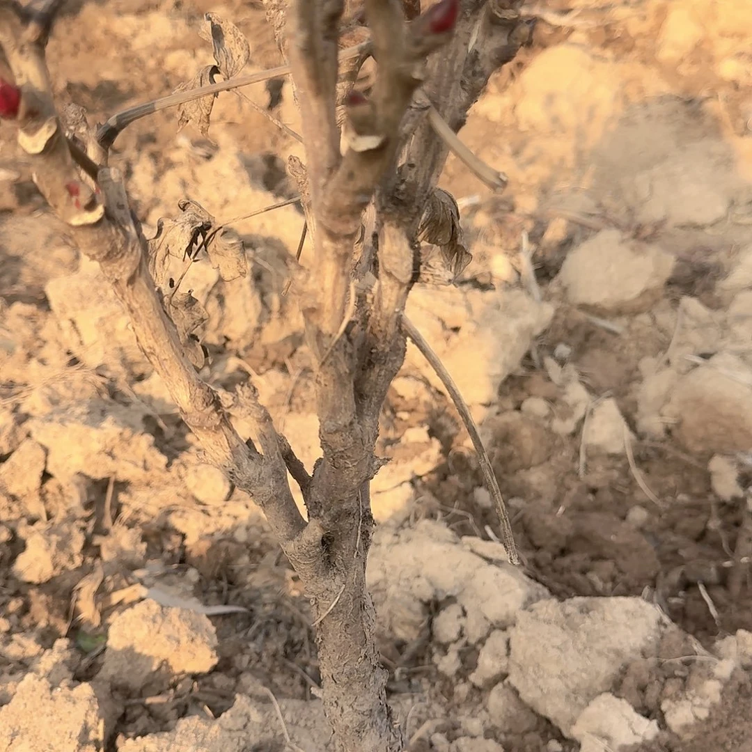 无花朵11111111111111