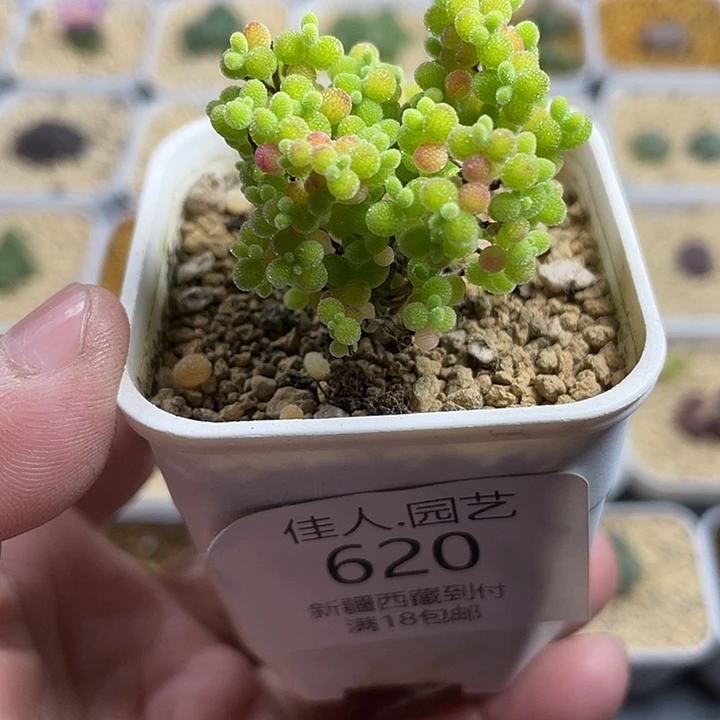 大***相佳人园艺博览会620