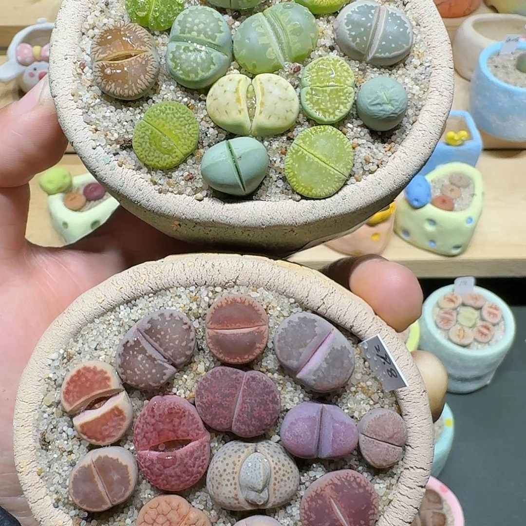 红陶奕*蘑菇652彩拼