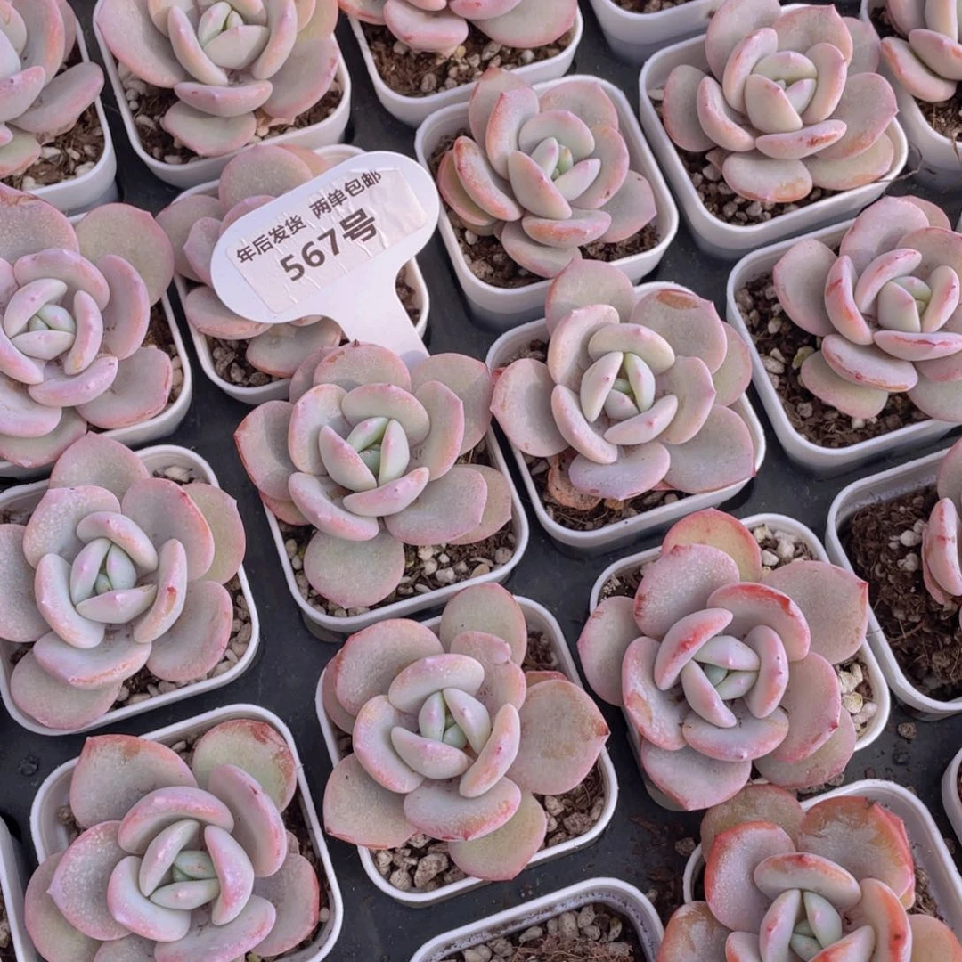 567号新年福利韩货奶茶单头一个