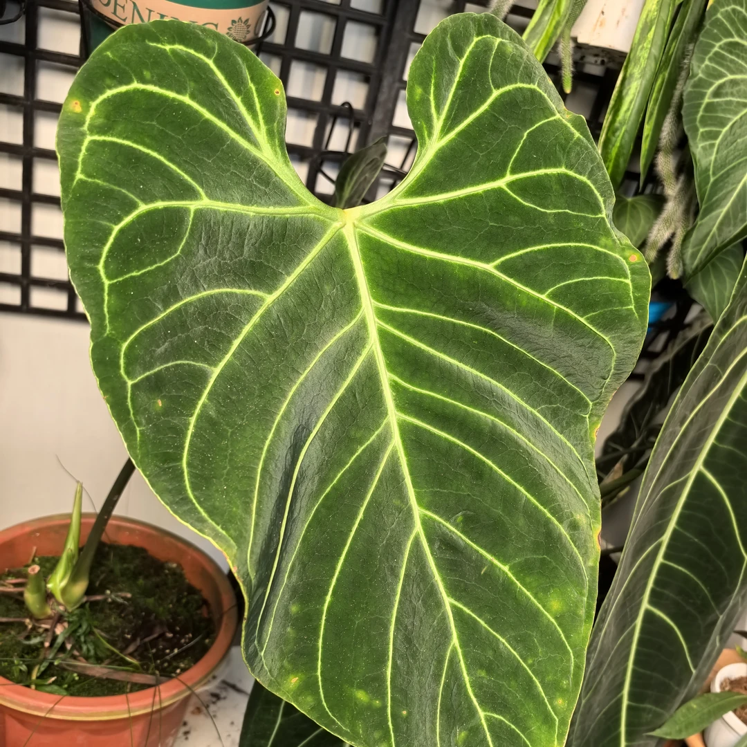 酥油猪专属帝王链接