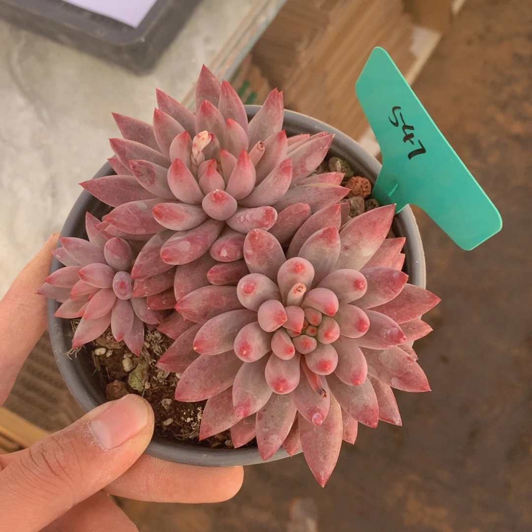 退美人444445544555