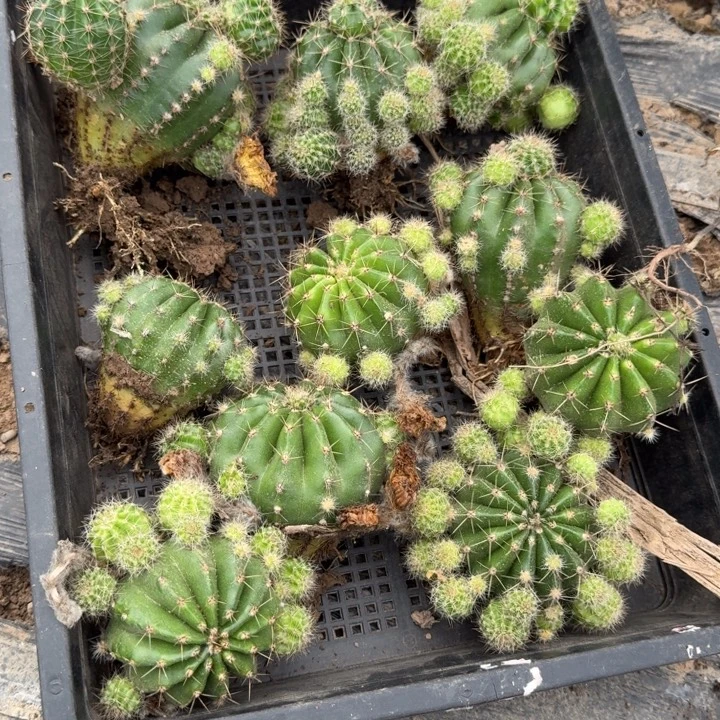 364彩草根脱土掉侧牙无售后斑一个