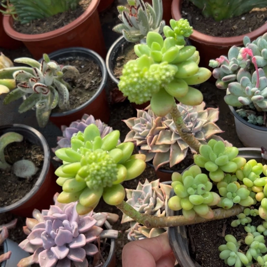 多肉植物多肉植物