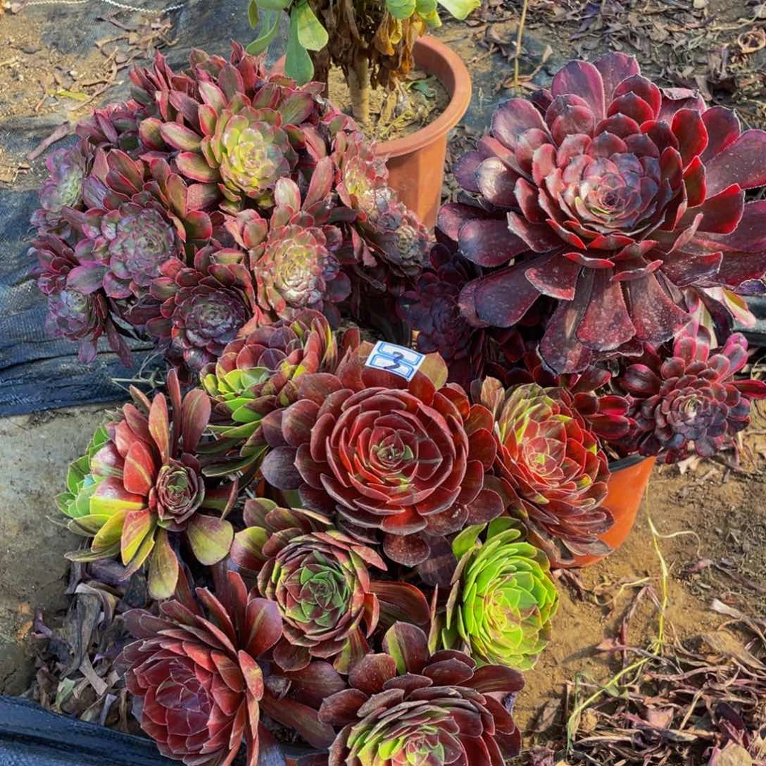 3鲜花老桩不包断枝