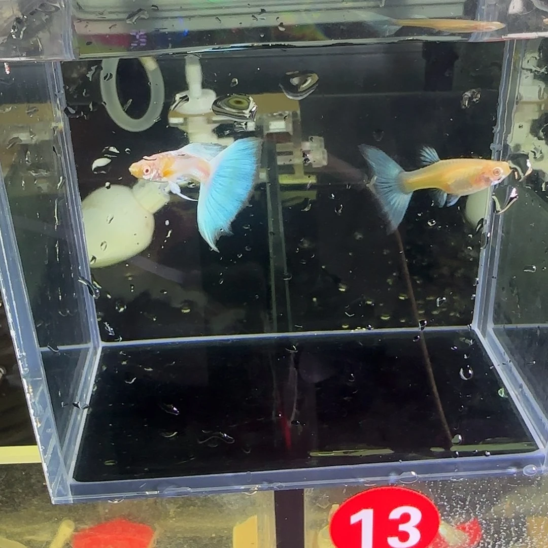 孔雀鱼蓝白欧翼飞船一对