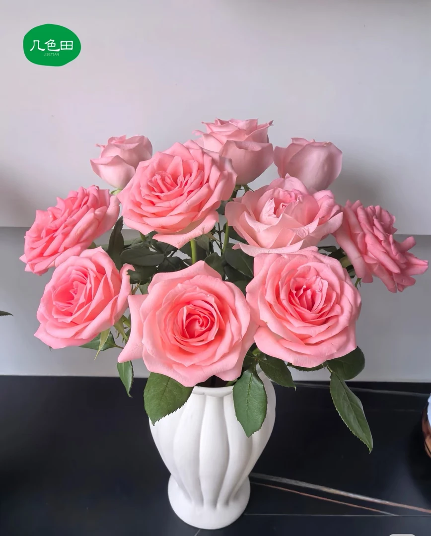 戴安娜—单头玫瑰云南直发鲜花云南花插花鲜花