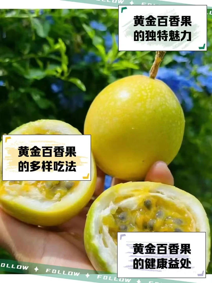正宗钦蜜9号黄金百香果爆汁香甜，产地现摘新鲜直达（配开果器）