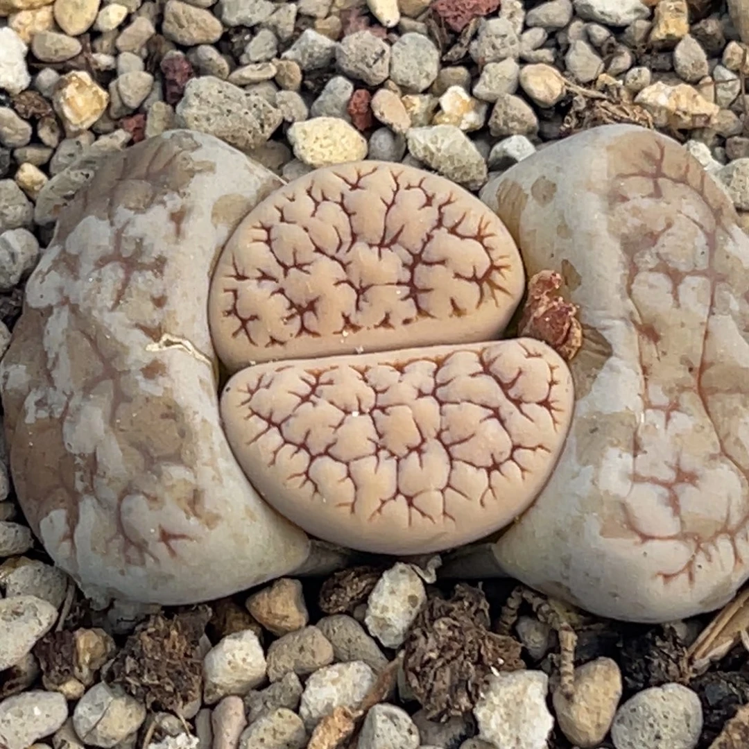 6277红蜜纹189一颗