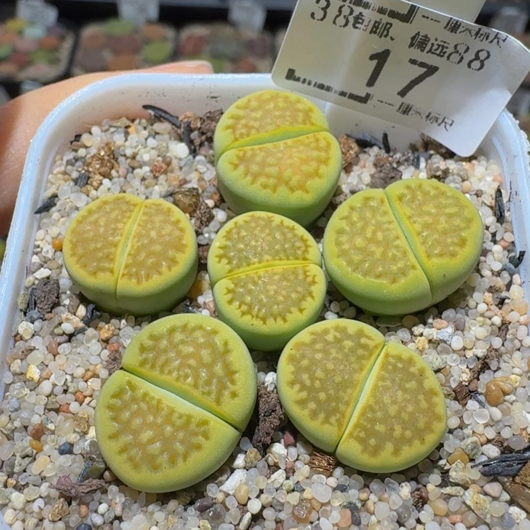 Sssss精品生石花17