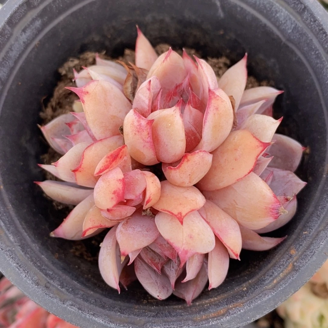 可问主播品种，下滑链接更多品种选择