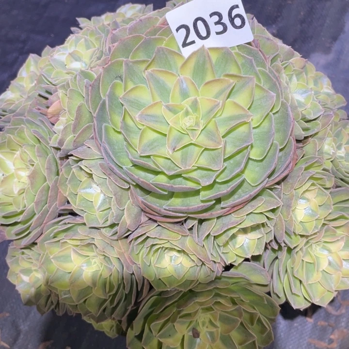 雨荷2036号多肉植物