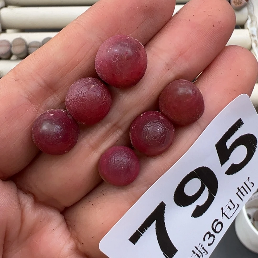 12.26好看的多肉脱土发货795