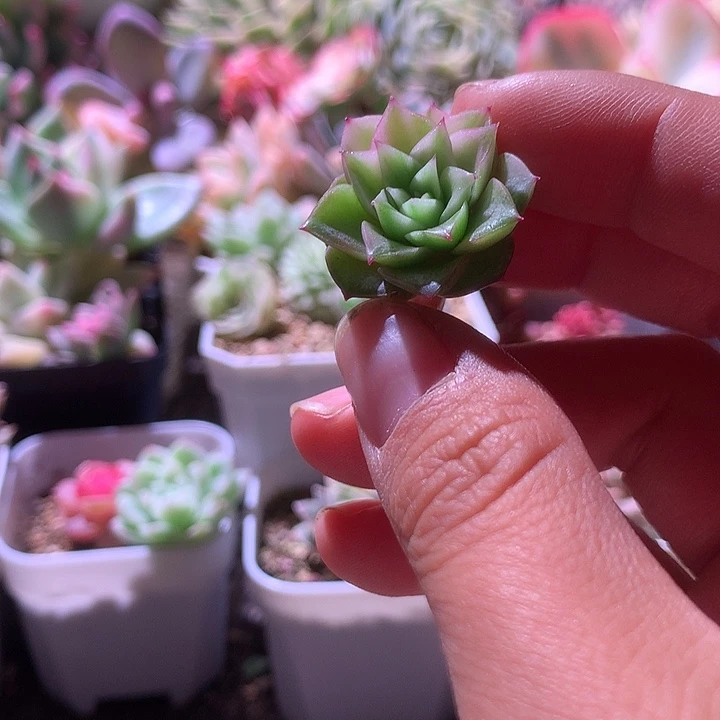 皮皮虾侧芽覆轮锦有杆子