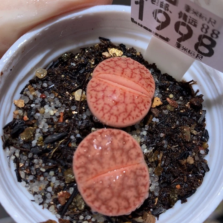 儿童节快乐生石花花1998