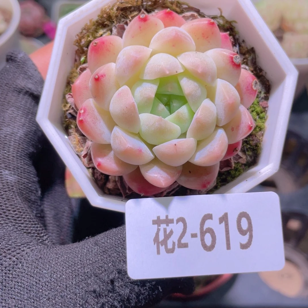 花利美2-619明月心