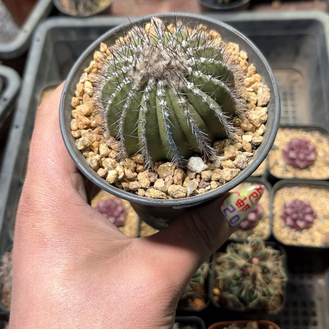 24235一物一拍单头发货