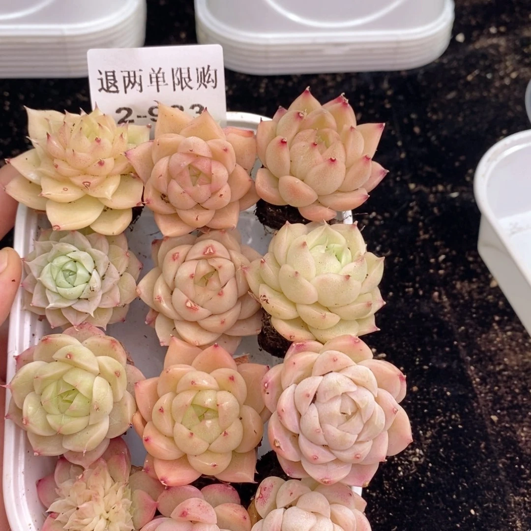 2-933 新疆西藏内蒙不发其他12.8包邮两到三公分多肉
