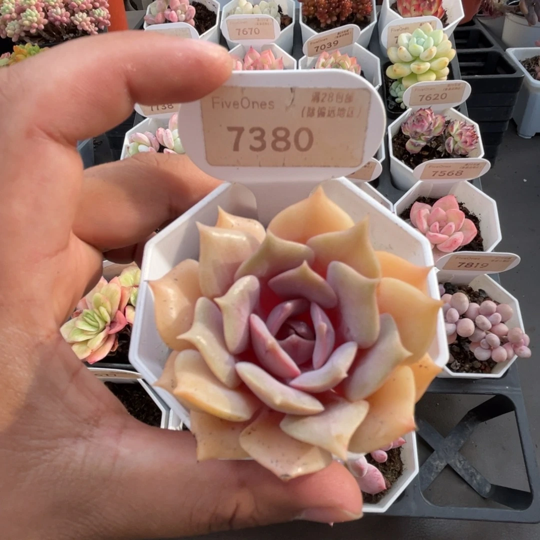 7380粉蝶 5.0厘米