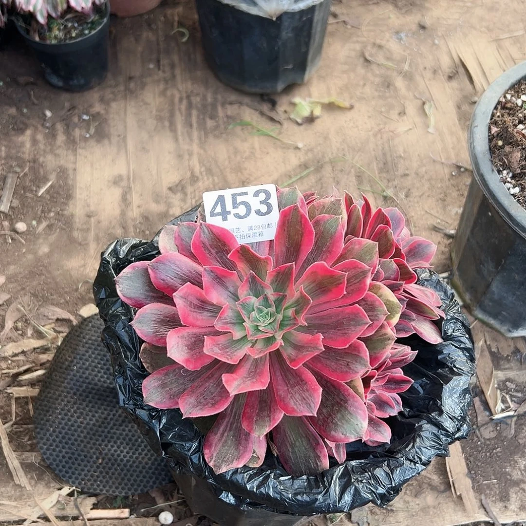 浣纱453多肉植物多肉植物