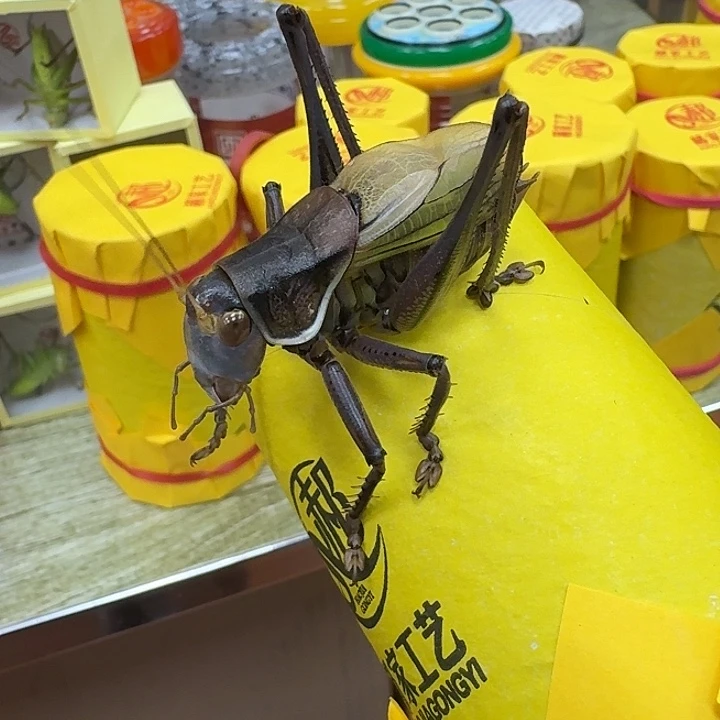 鸣***下郝建伟蝈蝈炮筒精品