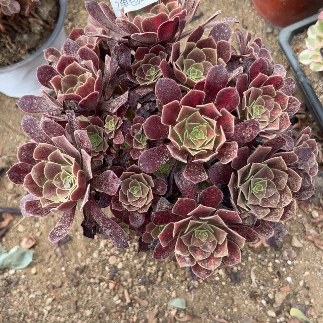 884多肉     花呐