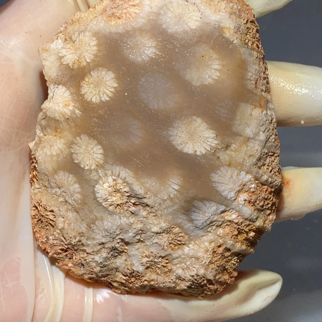 【闪购商品】硅化玉珊瑚玉未镶嵌