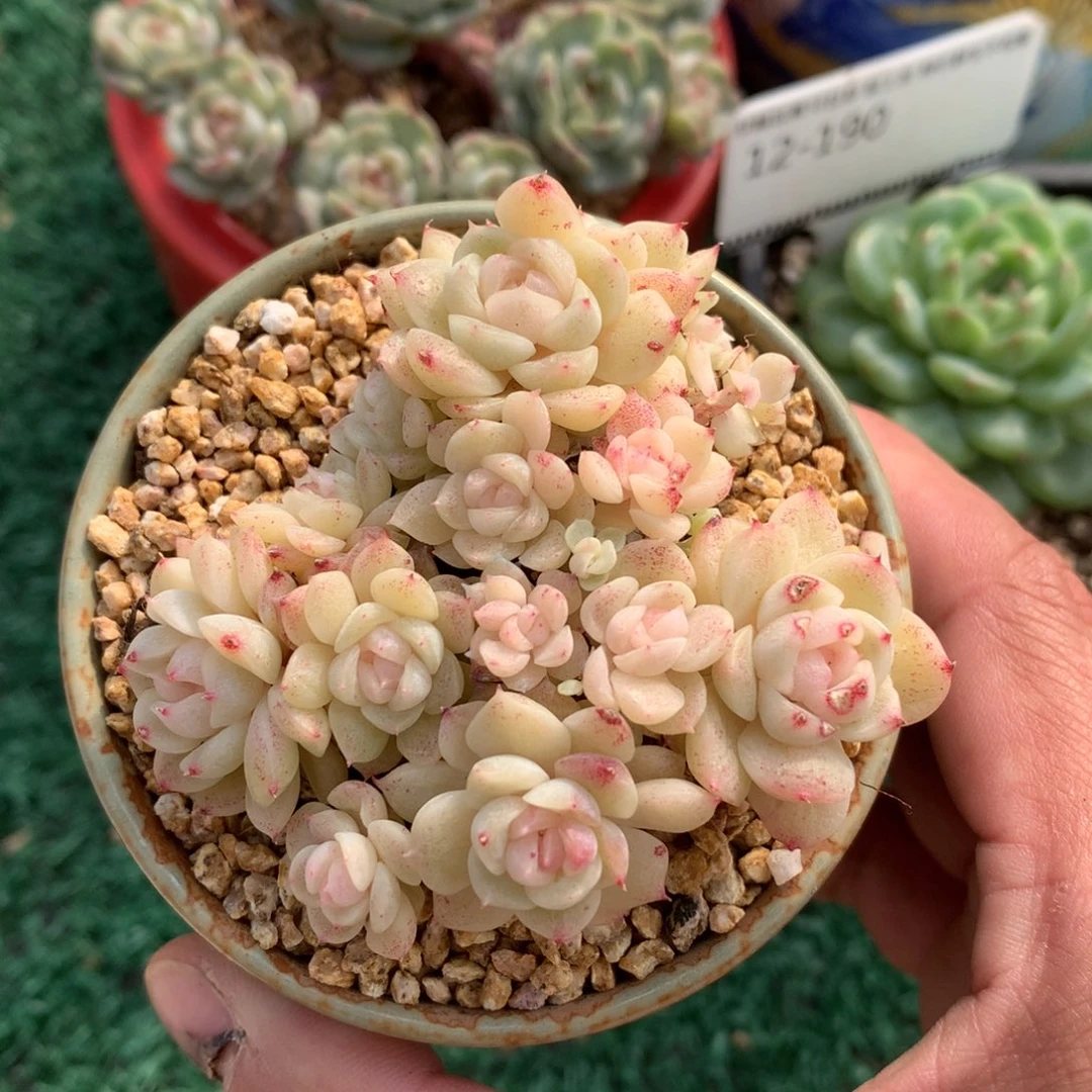 奶油珍妮精品多肉
