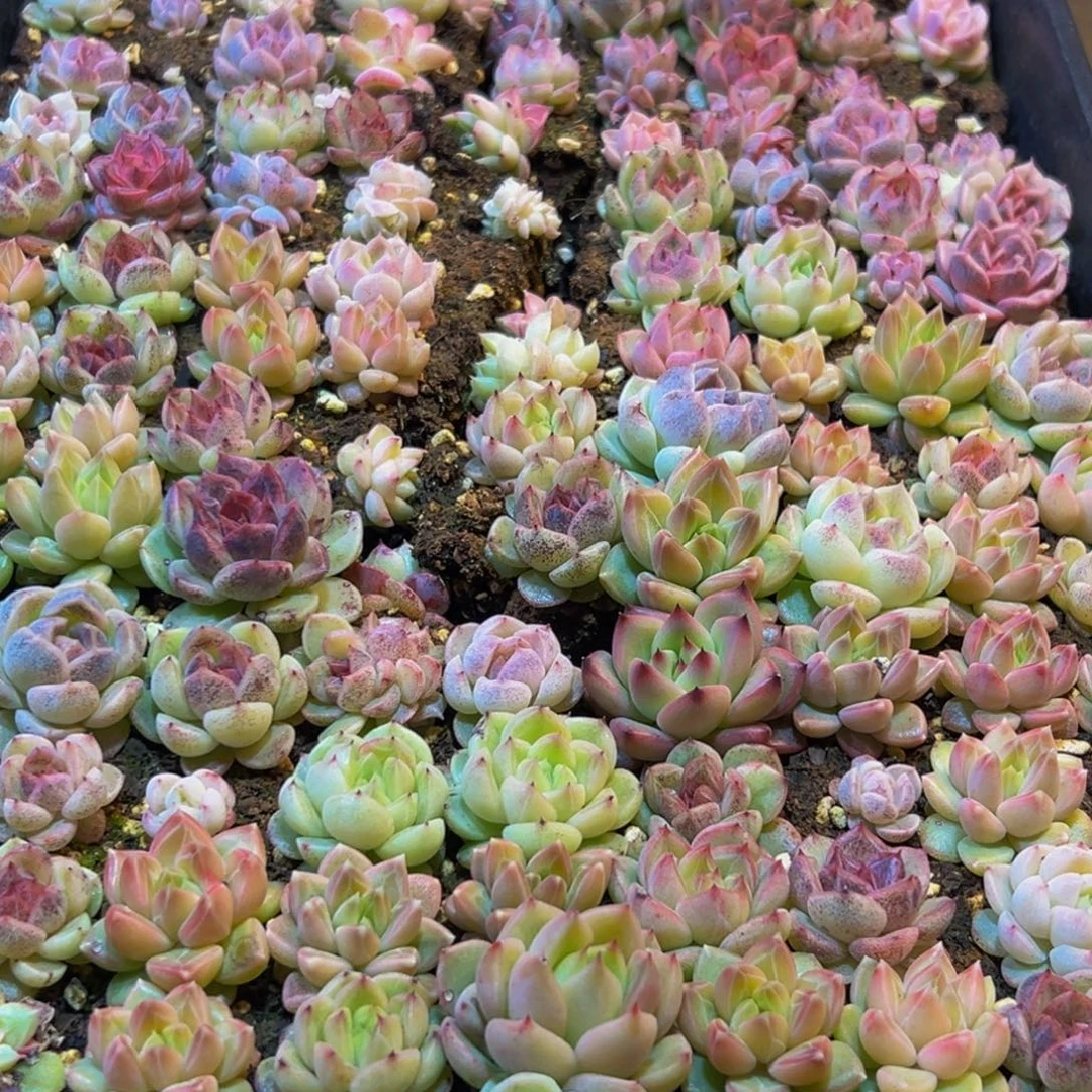 629多肉葡萄的味道真的