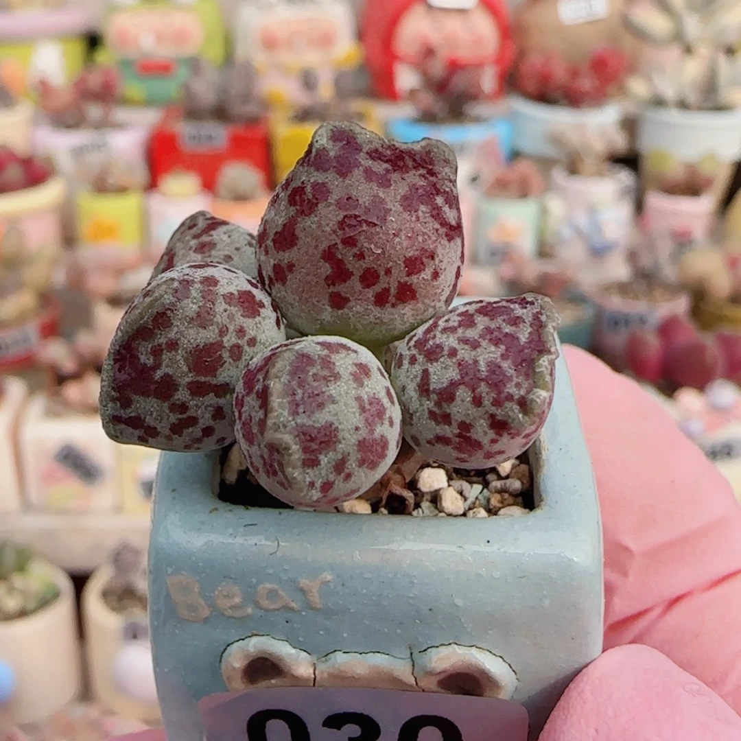 站立猫耳 盆口2.5cm