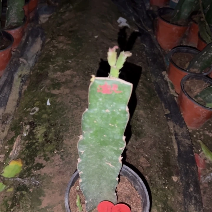 北***℃当前无花栽培后可以开花澳洲红羽毛113