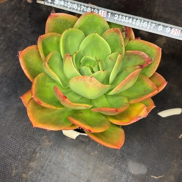 腾云886 多肉植物一物一拍