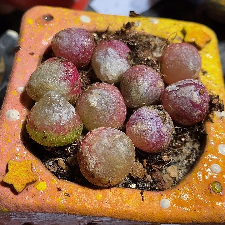 大于一厘米灯泡一组十颗。