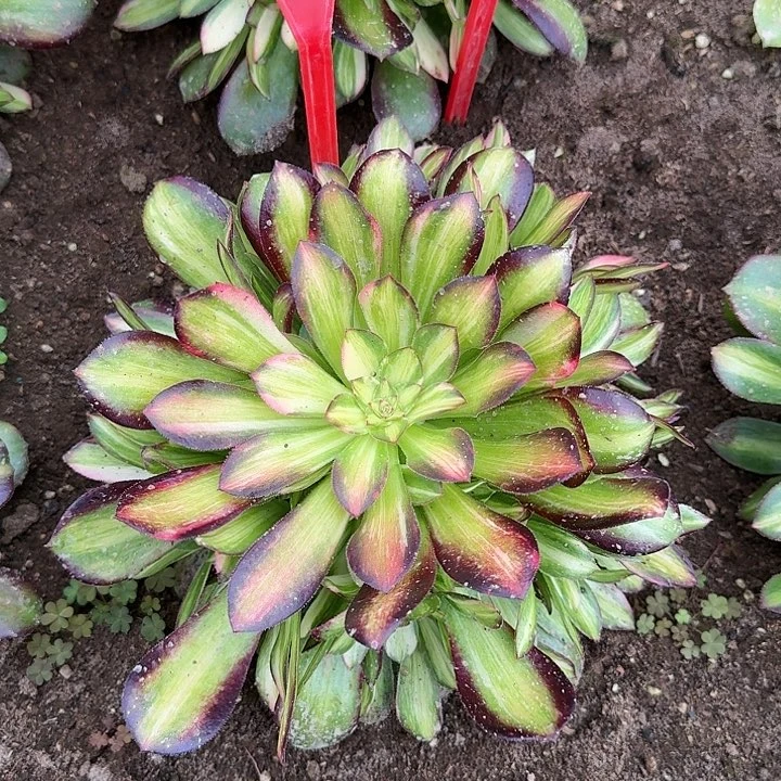 2-185韶休七彩多肉法师