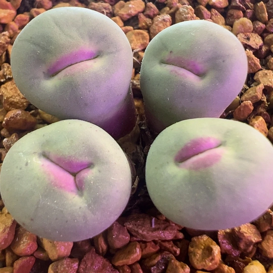 中型厚唇 肉锥植物