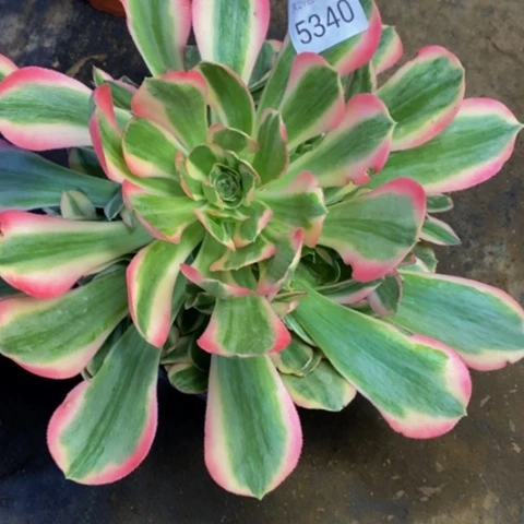 ?****?妖月多肉植物5340