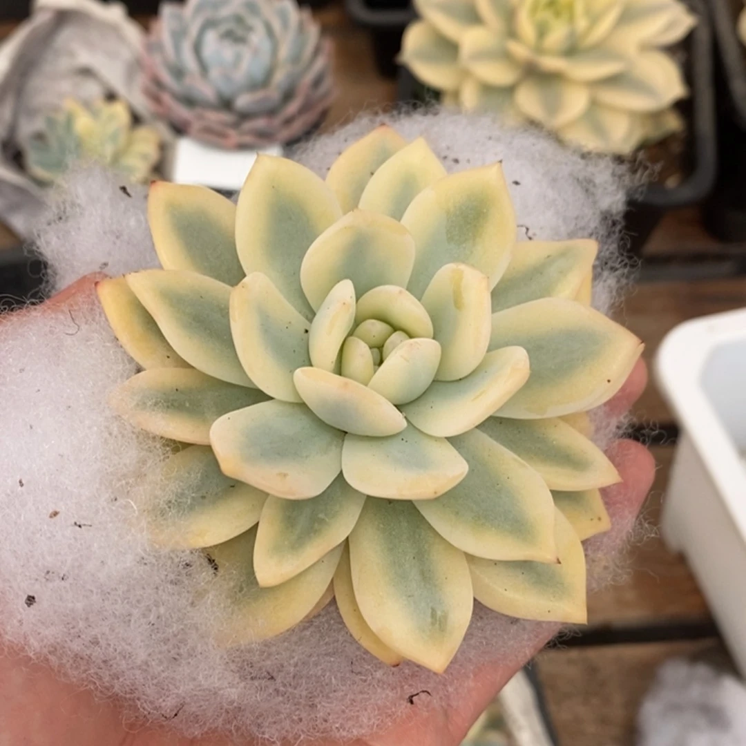 梦露宽锦多肉植物