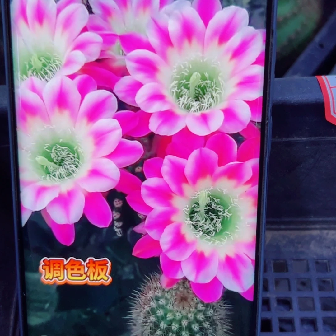 下36丽花调色板歪无根侧芽2一3公分左右20包邮