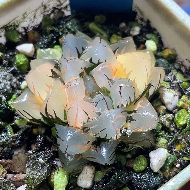 532水中虐锦特选福利