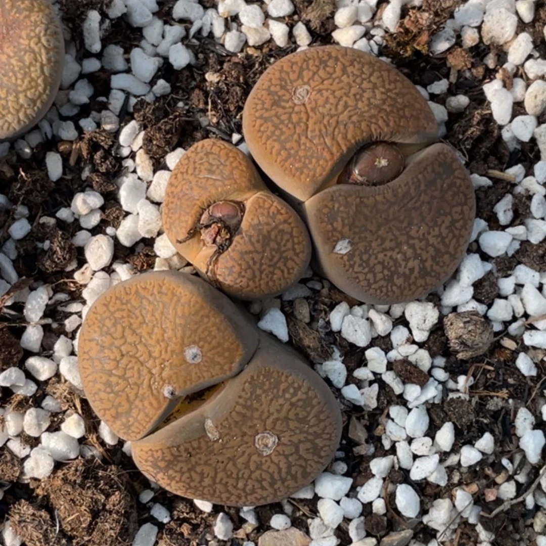 非偏远满20包邮850