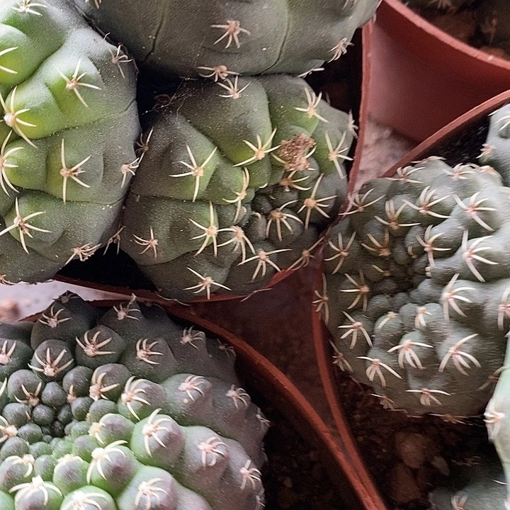 多头瑞昌玉仙人球4677