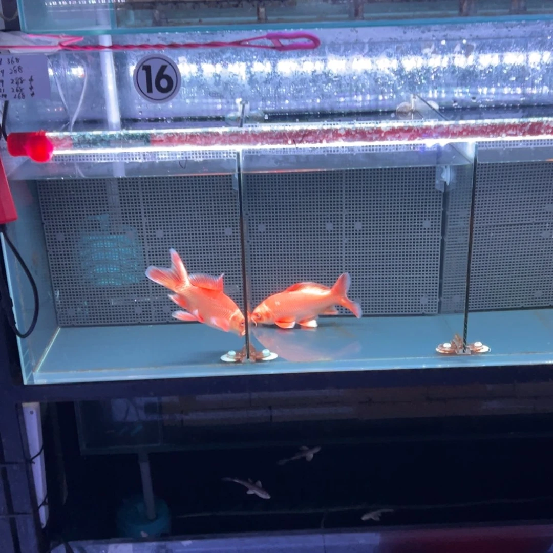 海水鱼用****2精品蝴蝶鲤