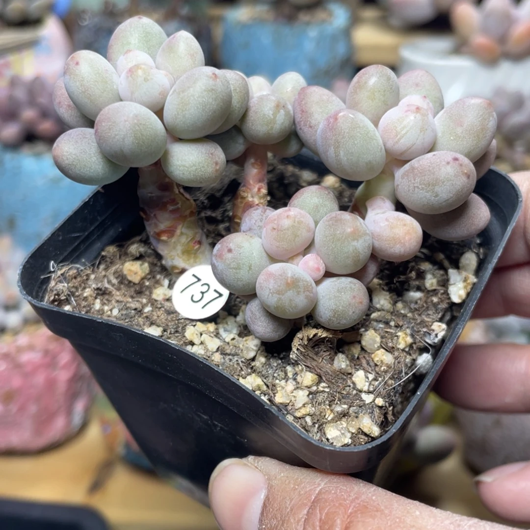 仙子奶酪多肉植物