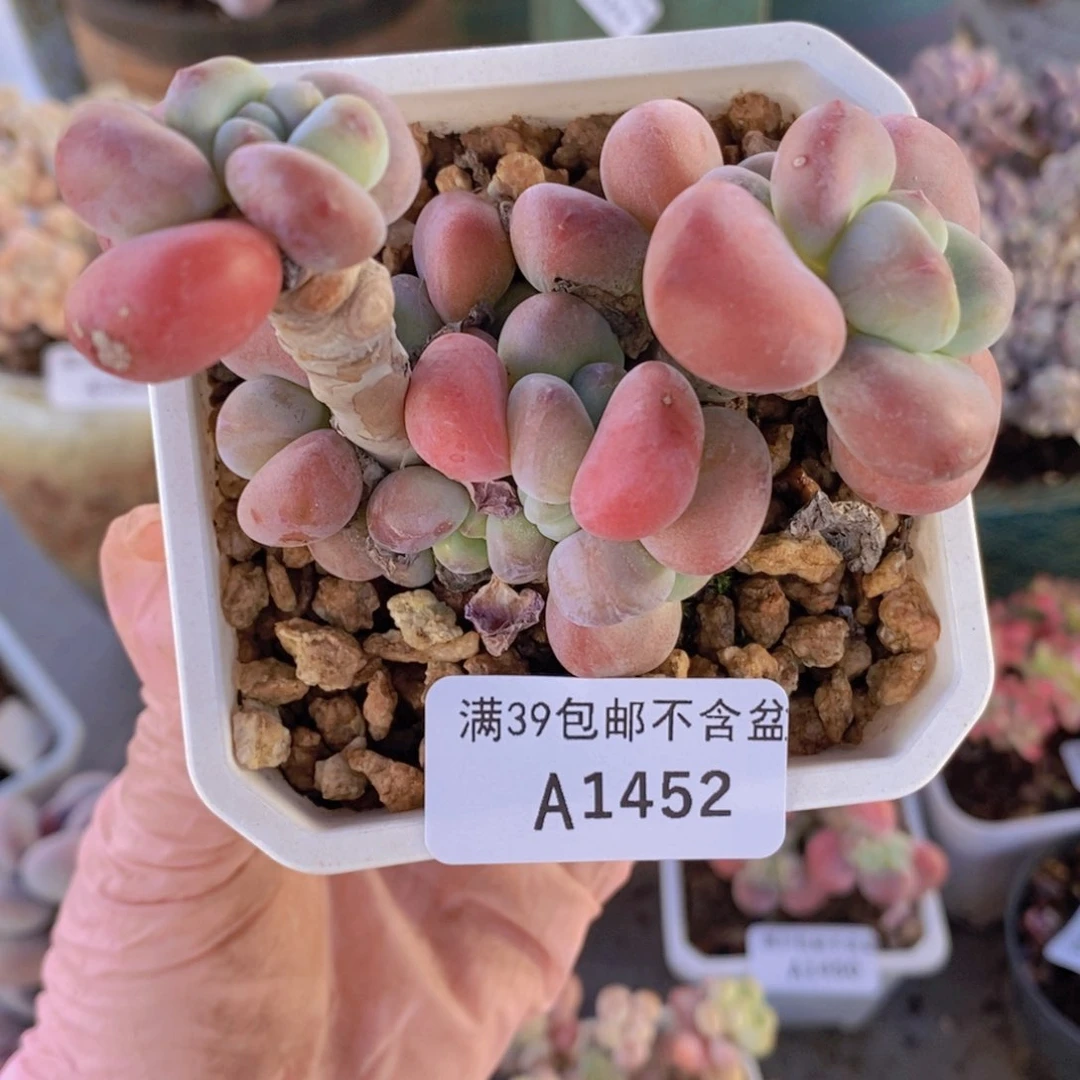 腰子洛神7cm1452多肉植物